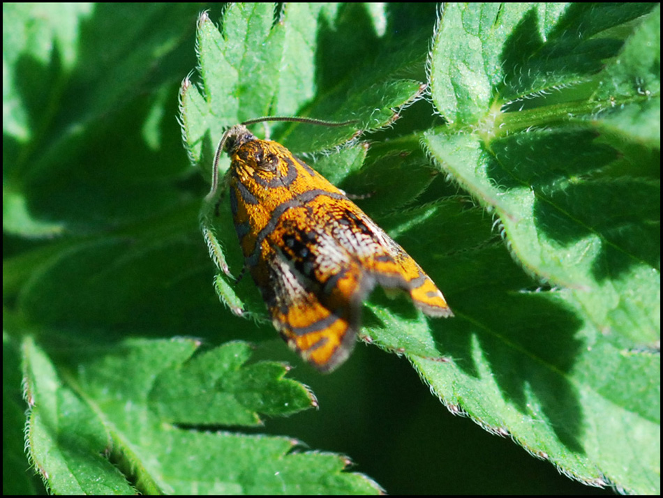 chrysoesthia drurella? - Olethreutes arcuella